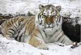 tigersnowbyjuliemahe#1B68D4.tif